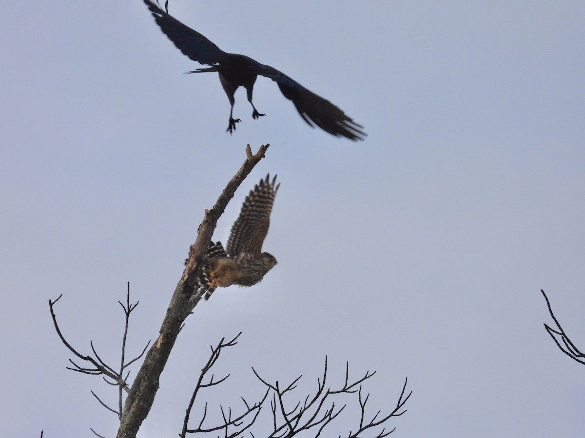 Хайргууна шонхор - ML626438485