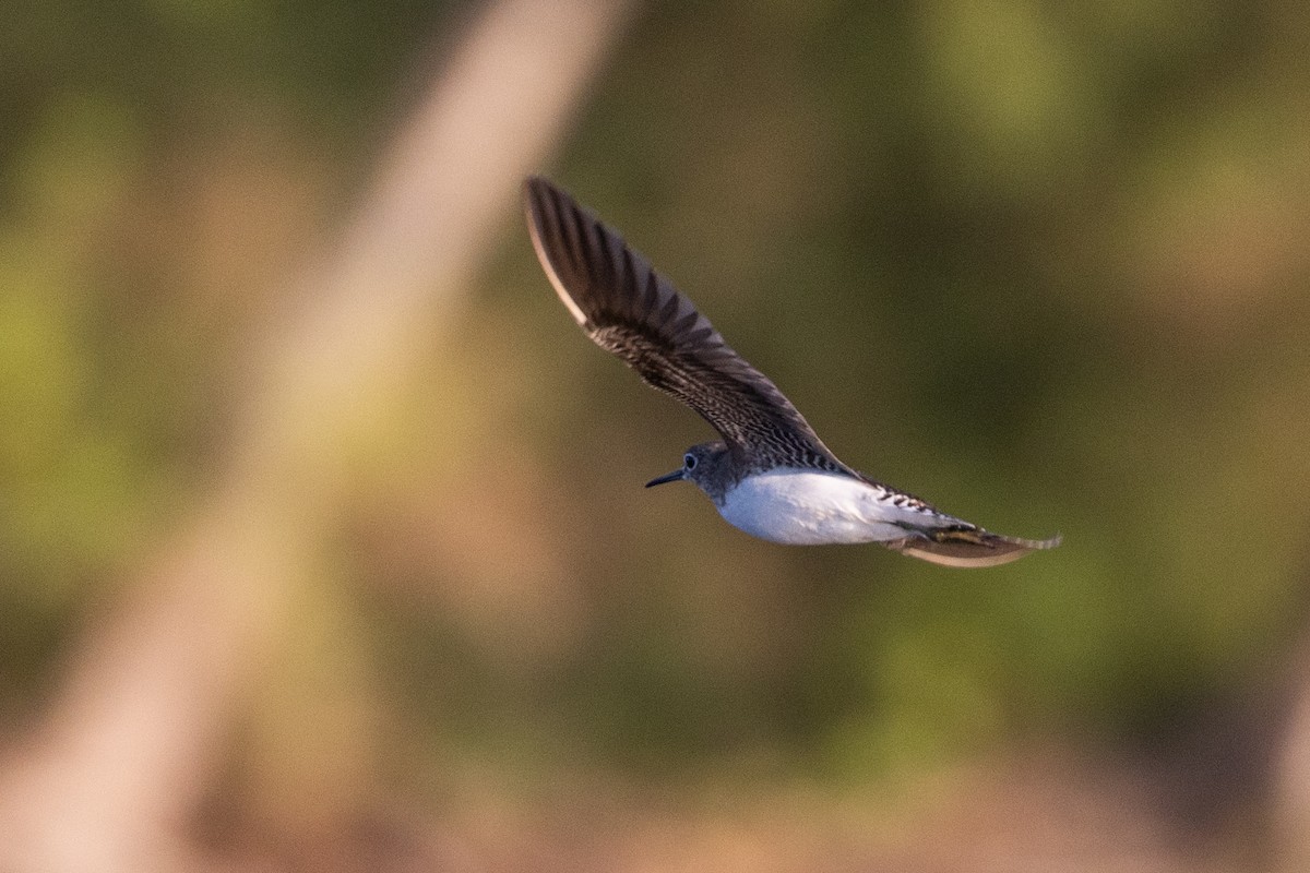 Solitary Sandpiper - ML626438732