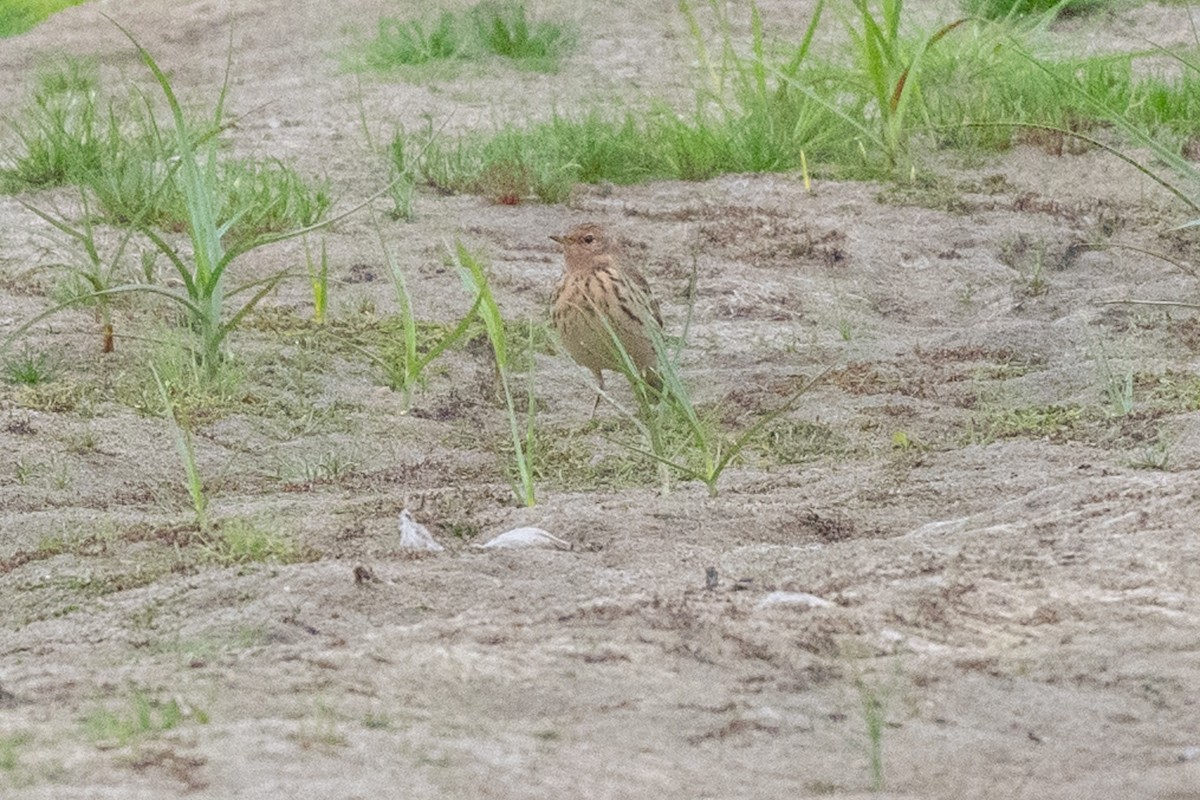 ムネアカタヒバリ - ML626438755