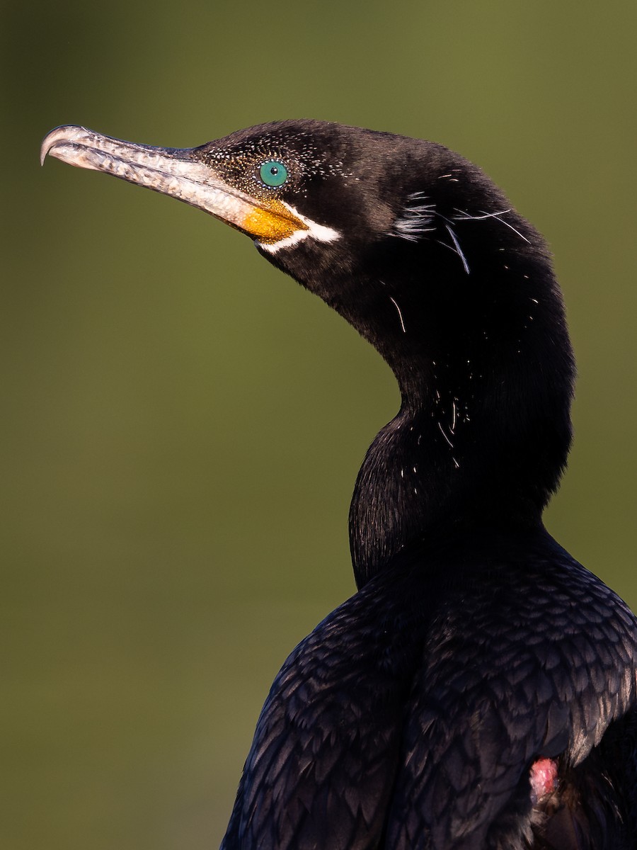 Neotropic Cormorant - ML626438770