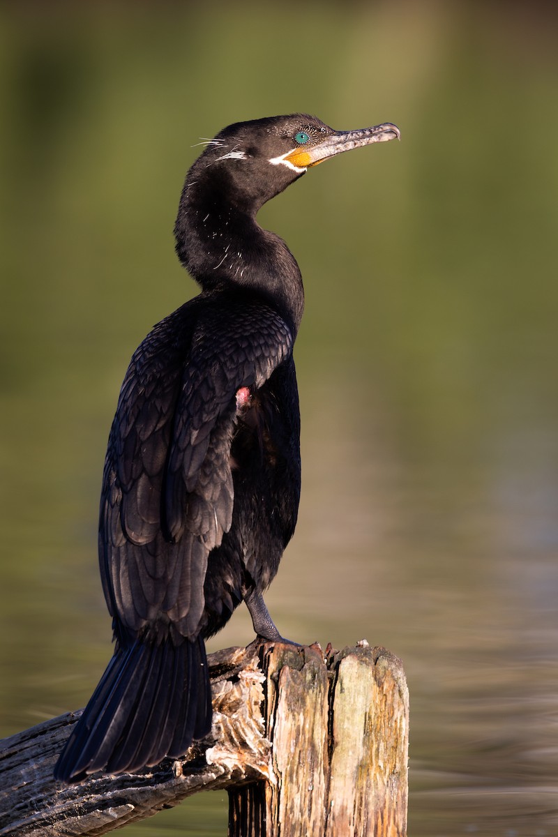 Neotropic Cormorant - ML626438774