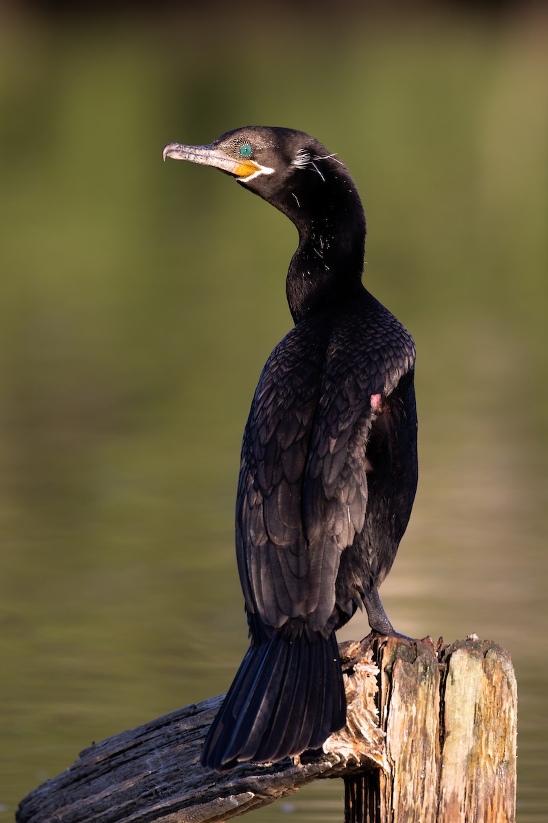 Neotropic Cormorant - ML626438775