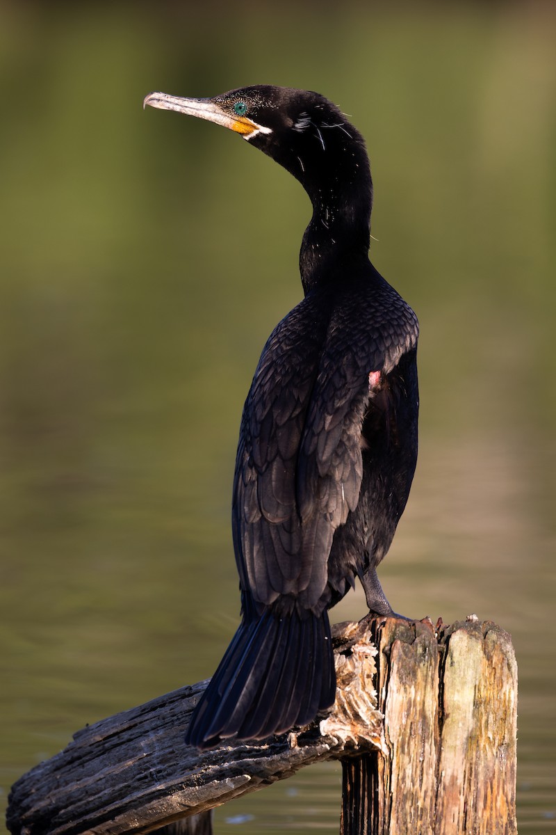 Neotropic Cormorant - ML626438776