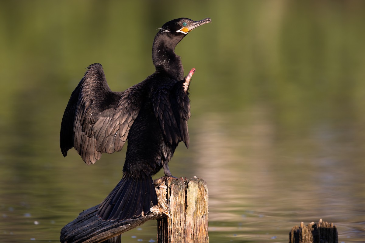 Neotropic Cormorant - ML626438782