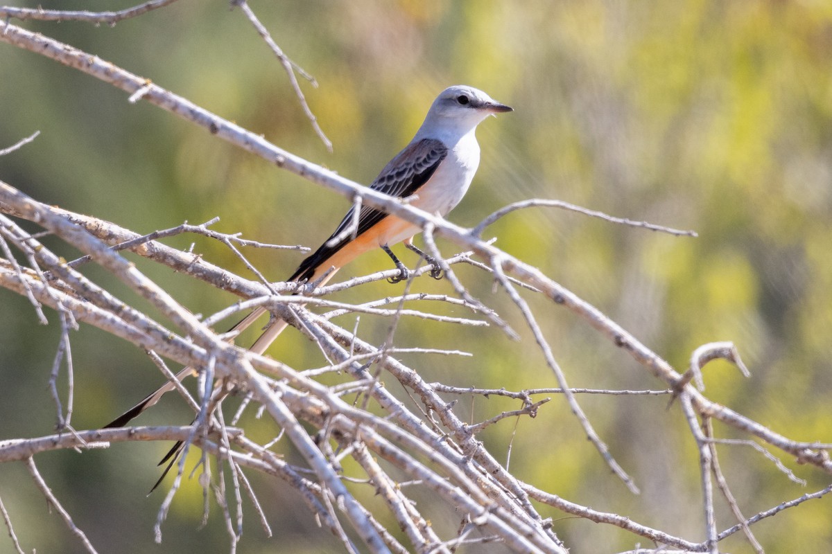 Scissor-tailed Flycatcher - ML626438979