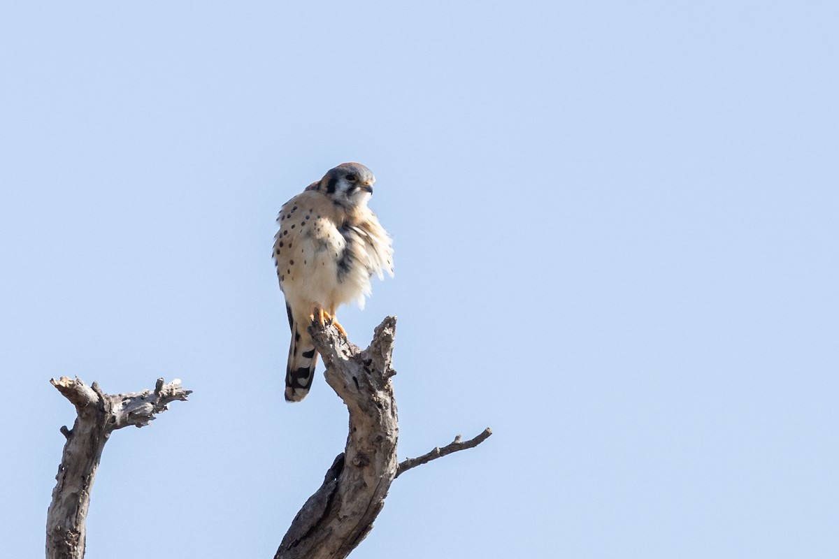 American Kestrel - ML626438987