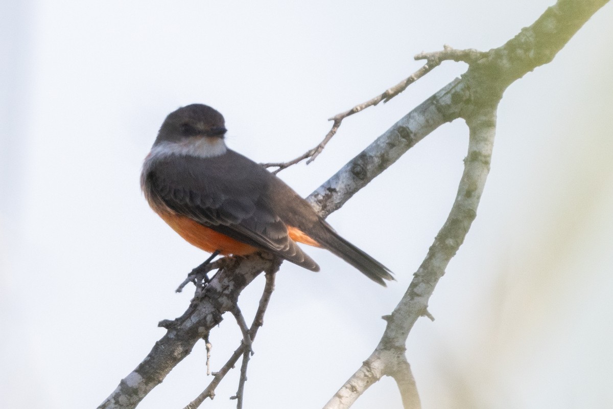 Vermilion Flycatcher - ML626438995