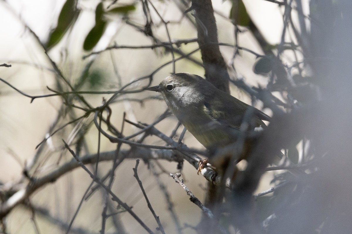 Orange-crowned Warbler - ML626439004