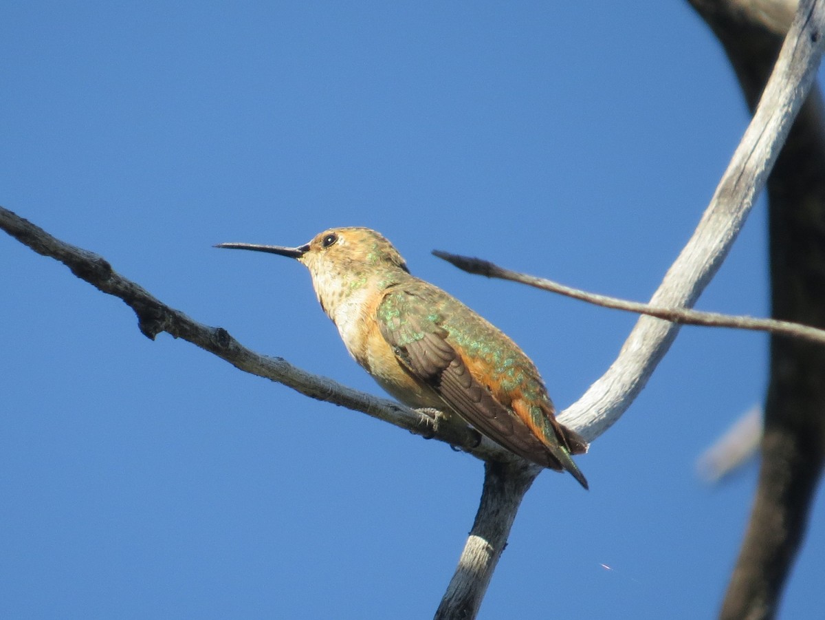 Rufous/Allen's Hummingbird - ML62643901