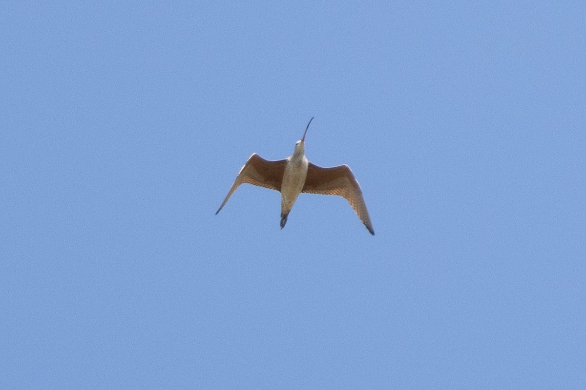 Long-billed Curlew - ML626439013