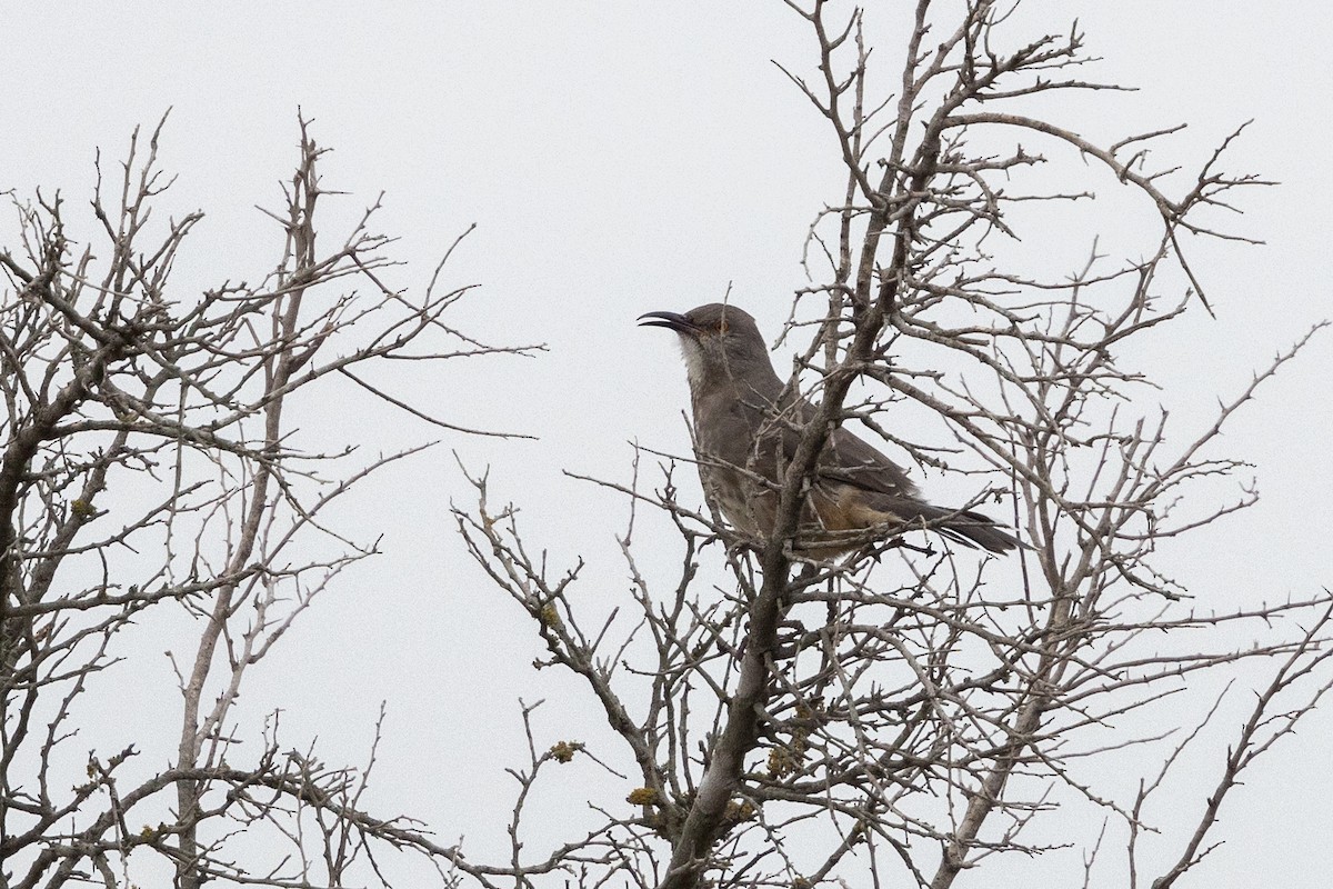 Curve-billed Thrasher - ML626439019