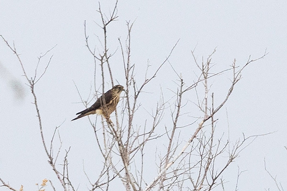 Merlin - ML626439023