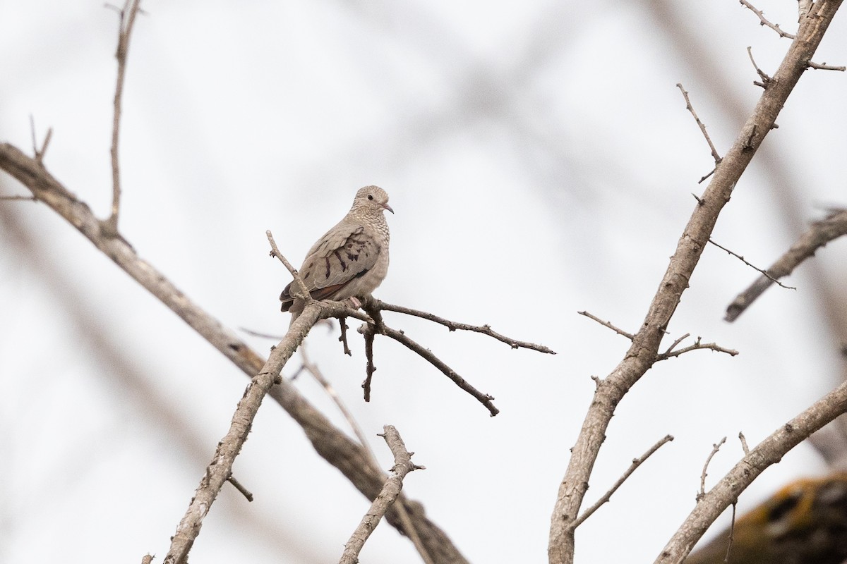 Common Ground Dove - ML626439025