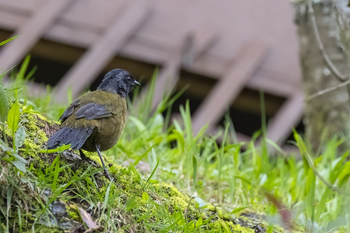 Large-footed Finch - ML626439052