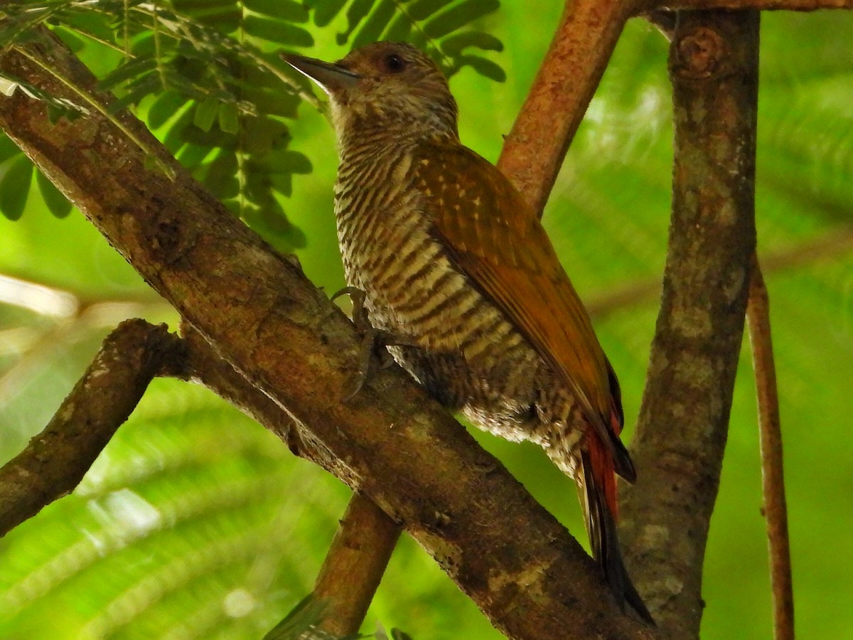 Red-rumped Woodpecker - ML626439304