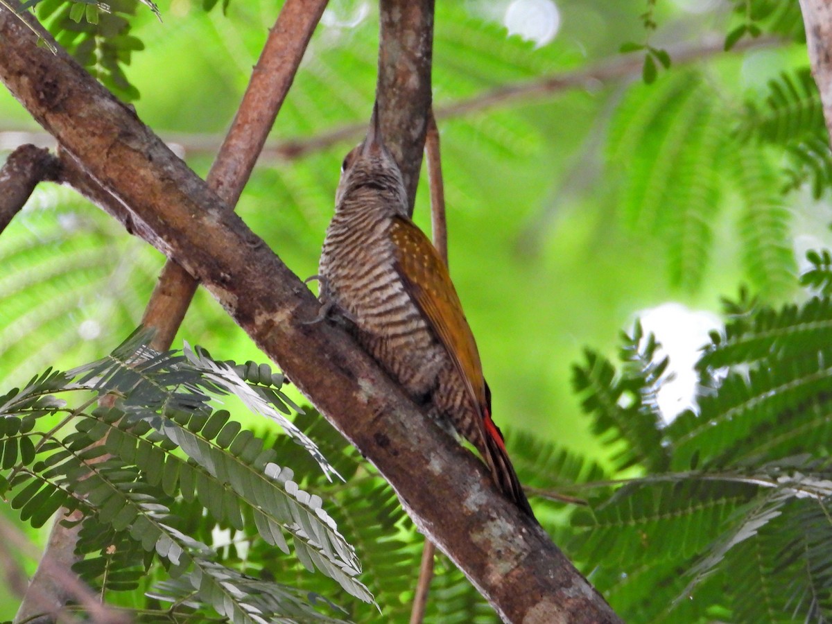 Red-rumped Woodpecker - ML626439305