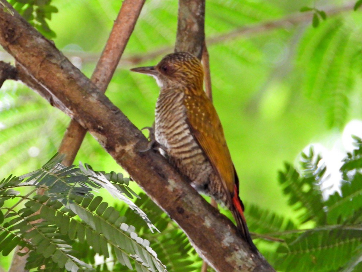 Red-rumped Woodpecker - ML626439306