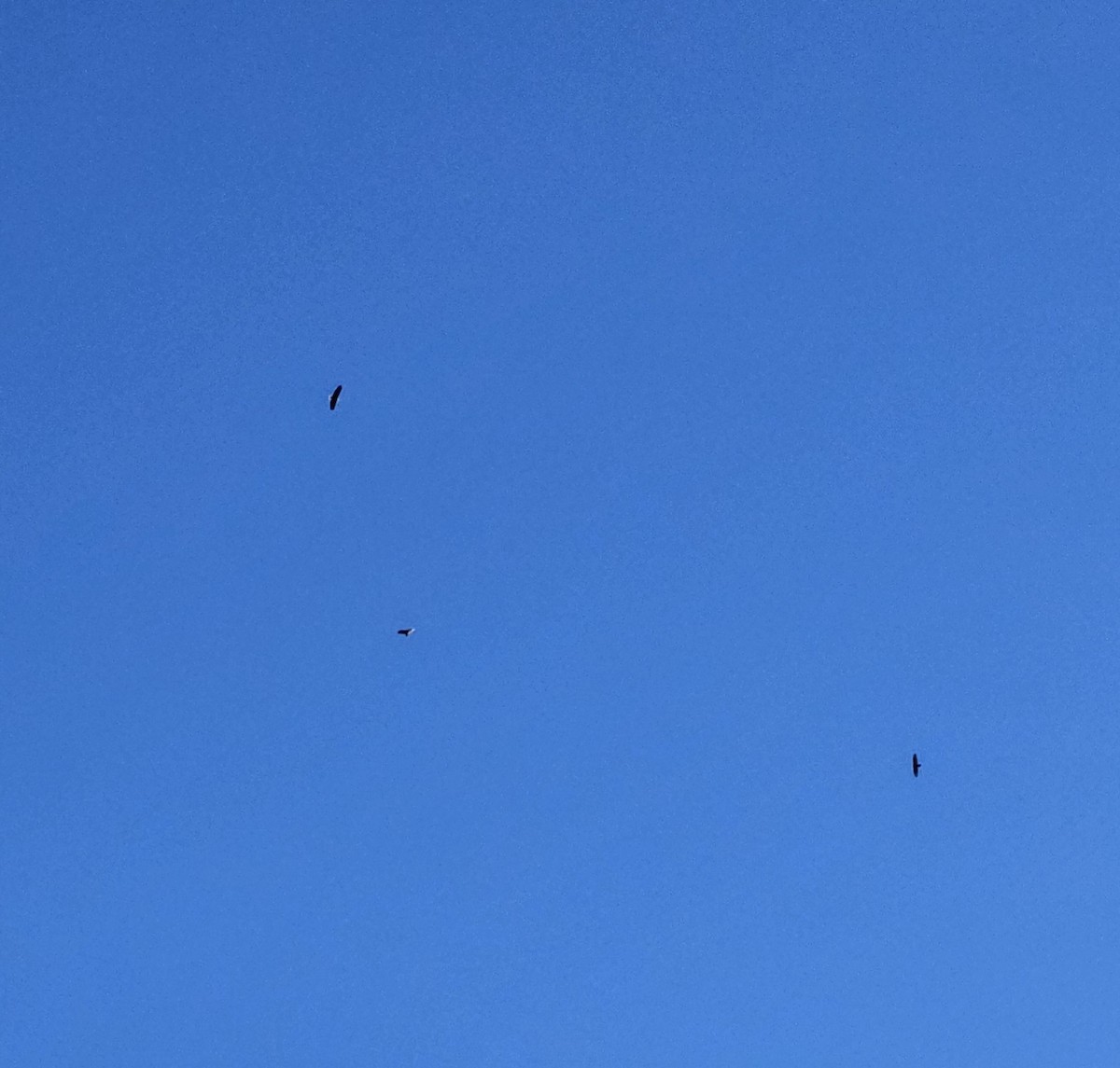 Bald Eagle - ML626439353