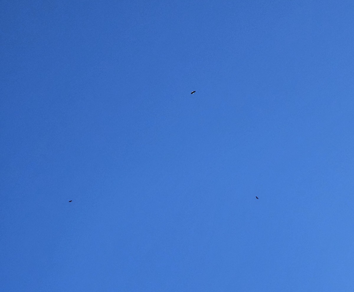 Bald Eagle - ML626439354