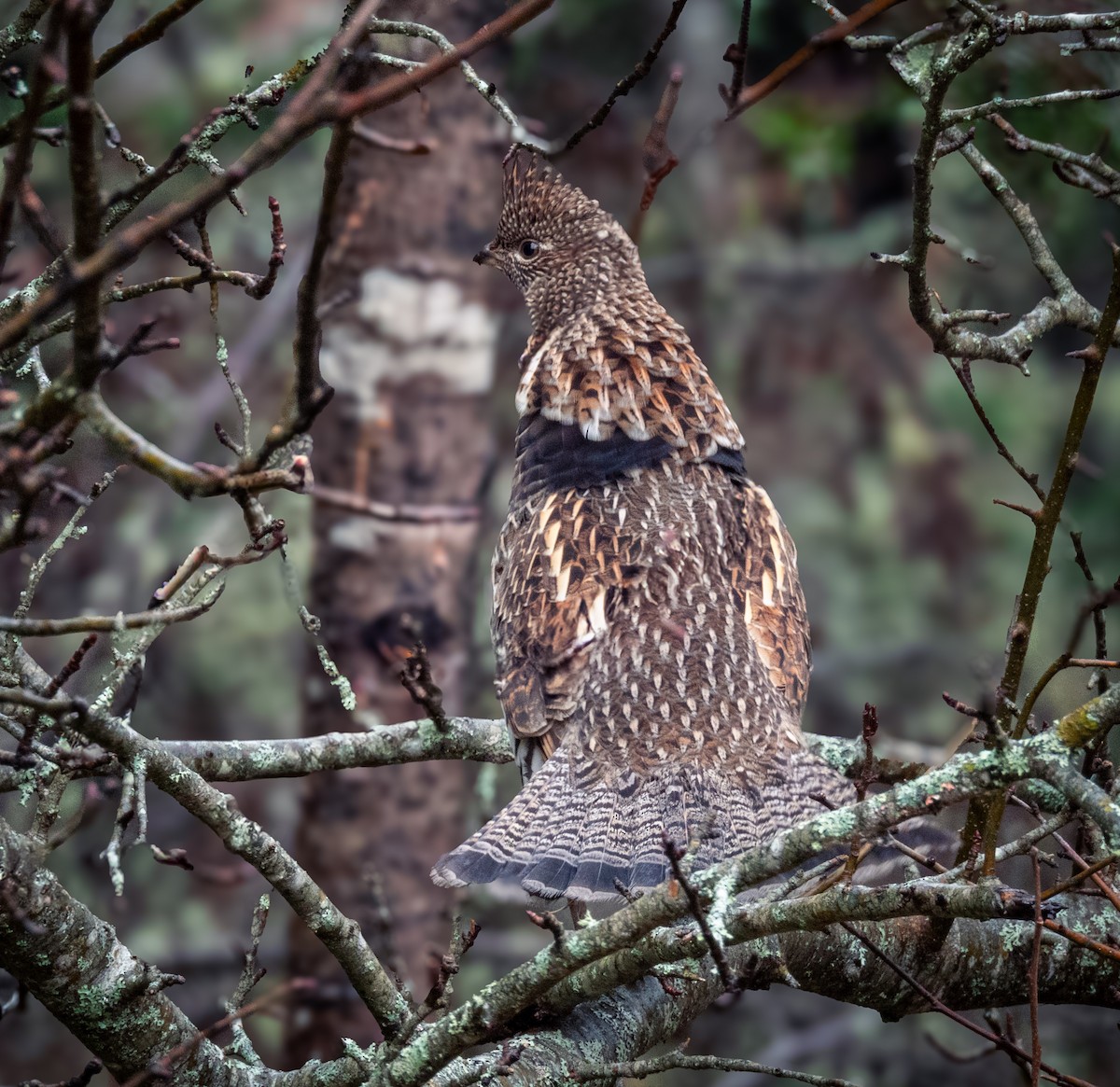 Ruffed Grouse - ML626439440