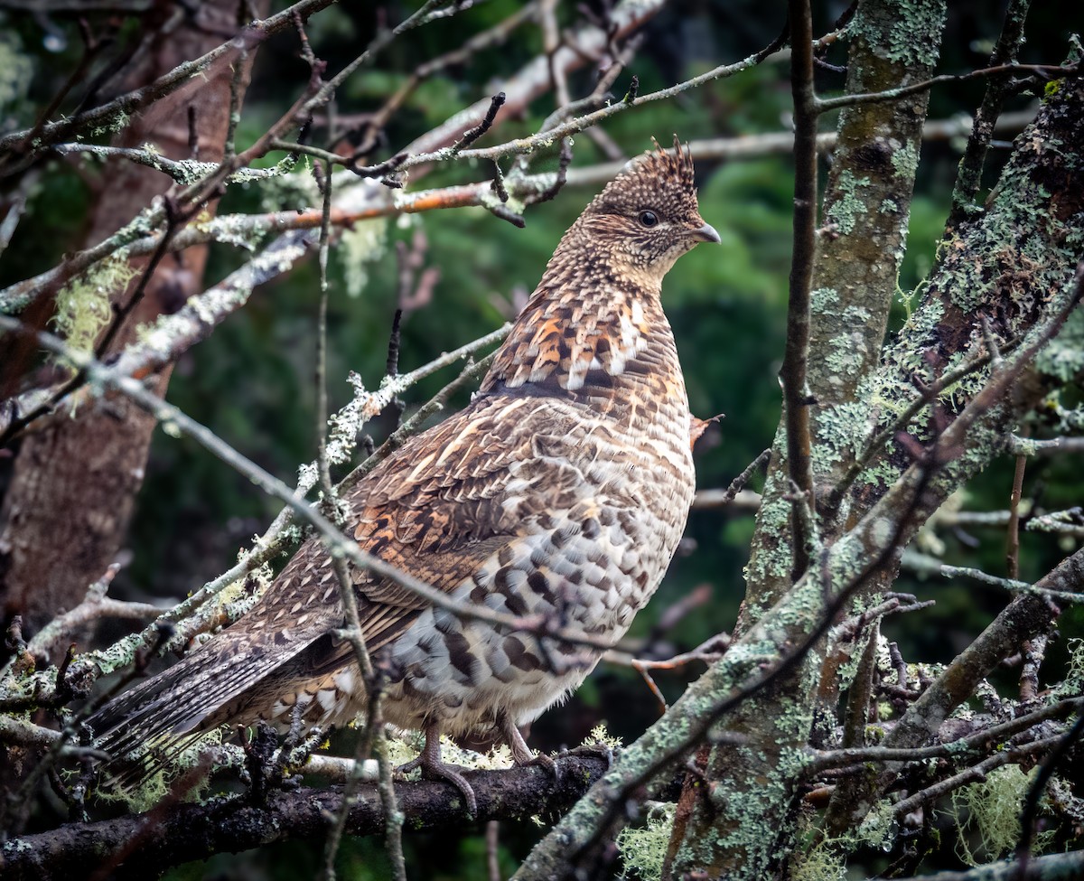 Ruffed Grouse - ML626439442