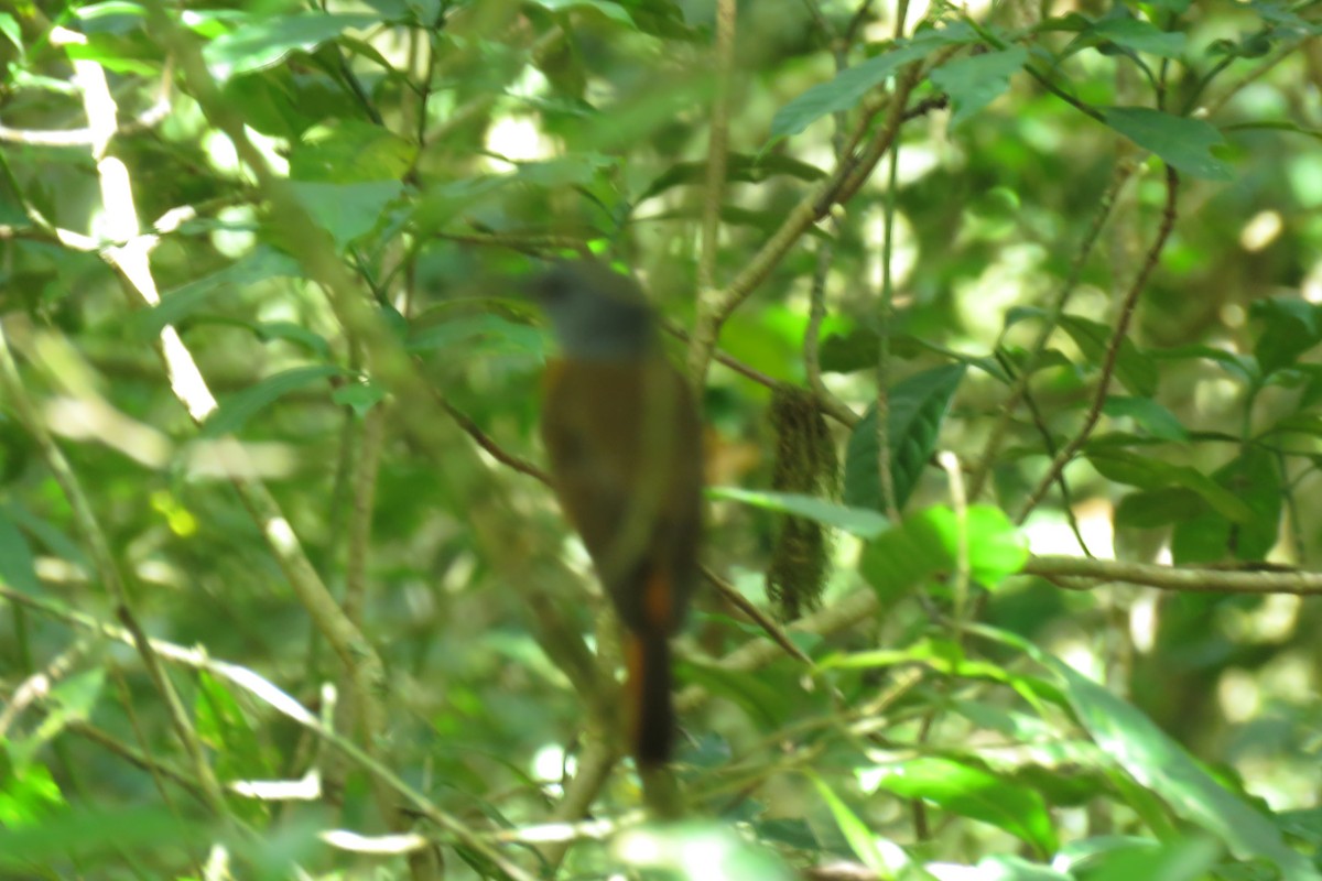 Amber Mountain Rock-Thrush - ML626439508
