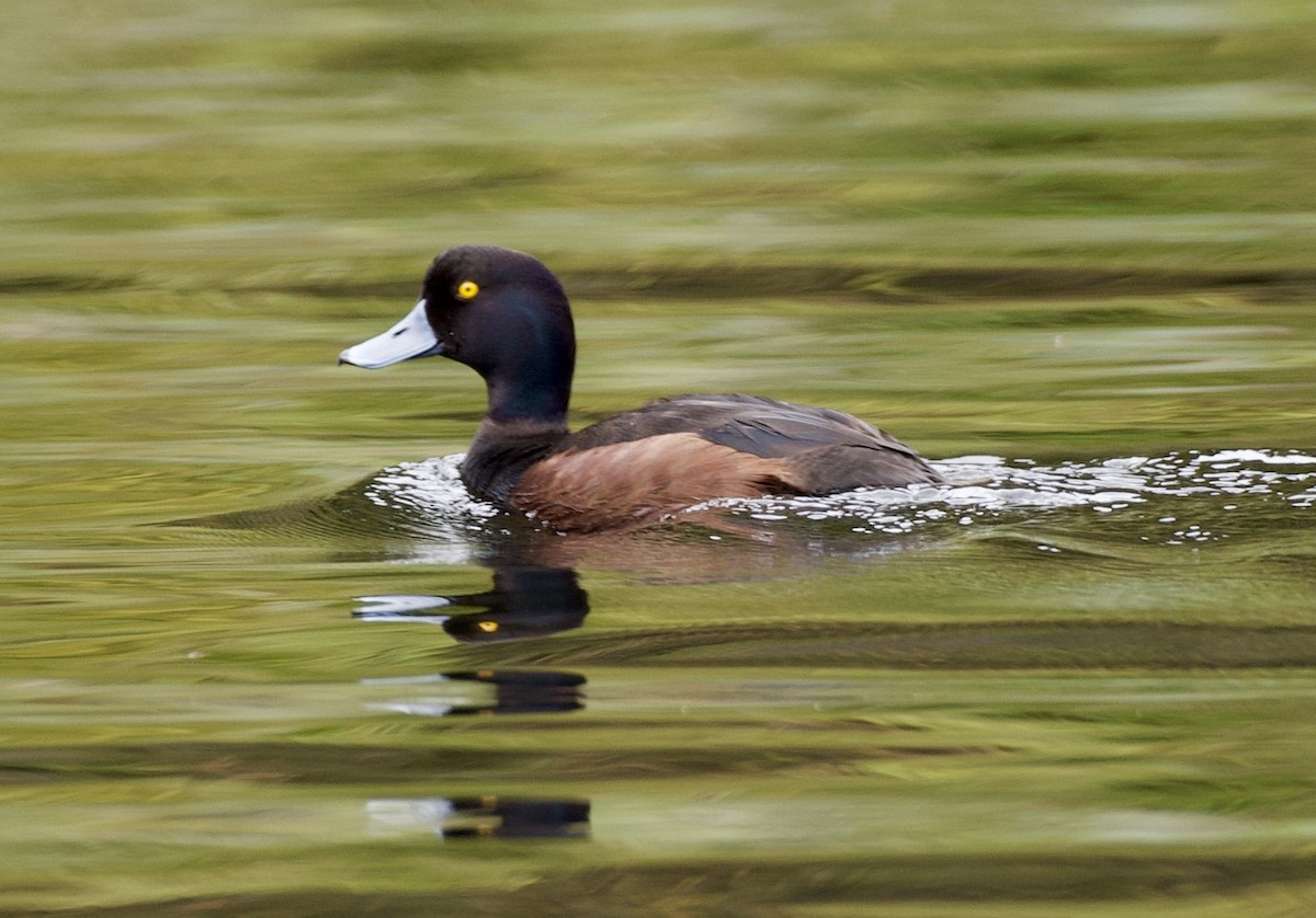 New Zealand Scaup - ML626439532