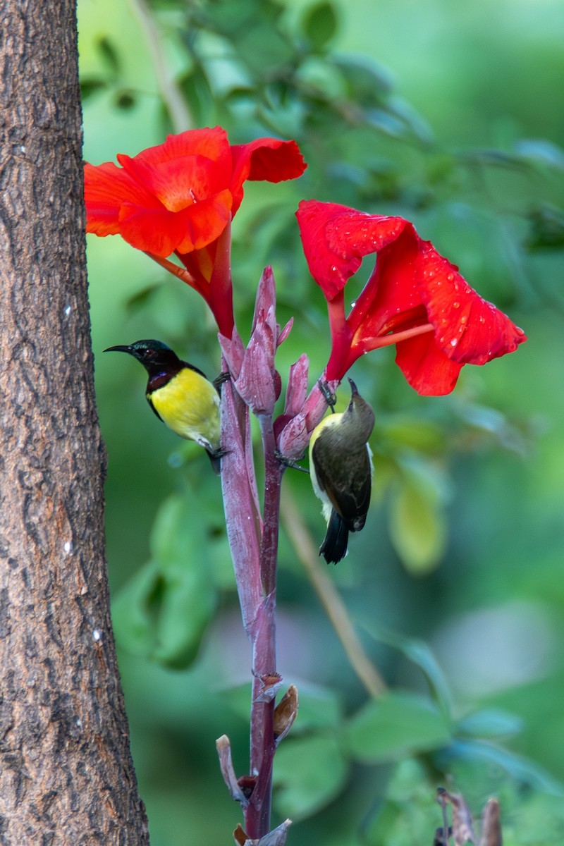 Purple-rumped Sunbird - ML626439576