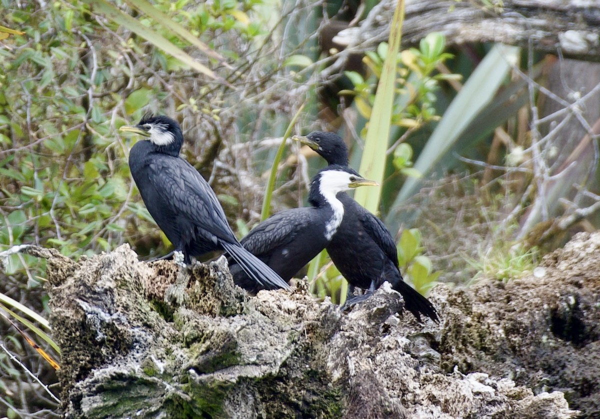 Little Pied Cormorant - ML626439609
