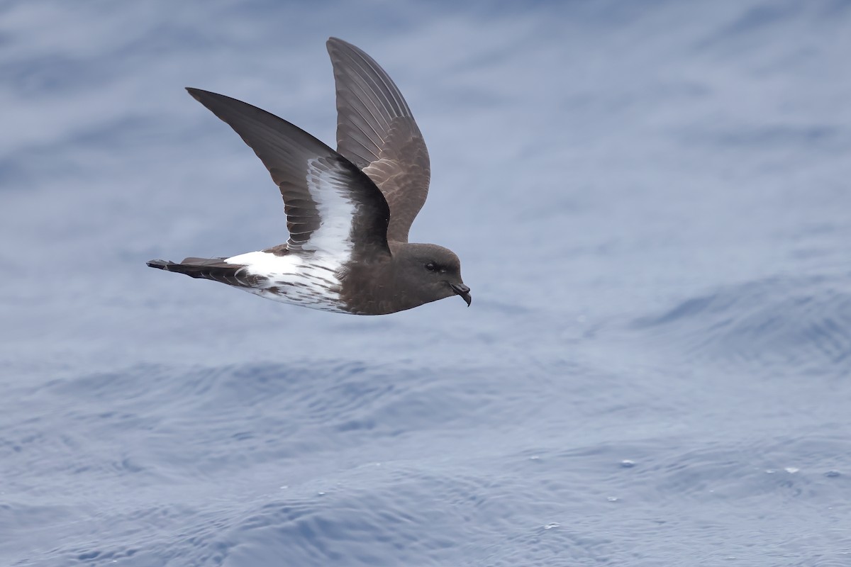 New Zealand Storm-Petrel - ML626439624