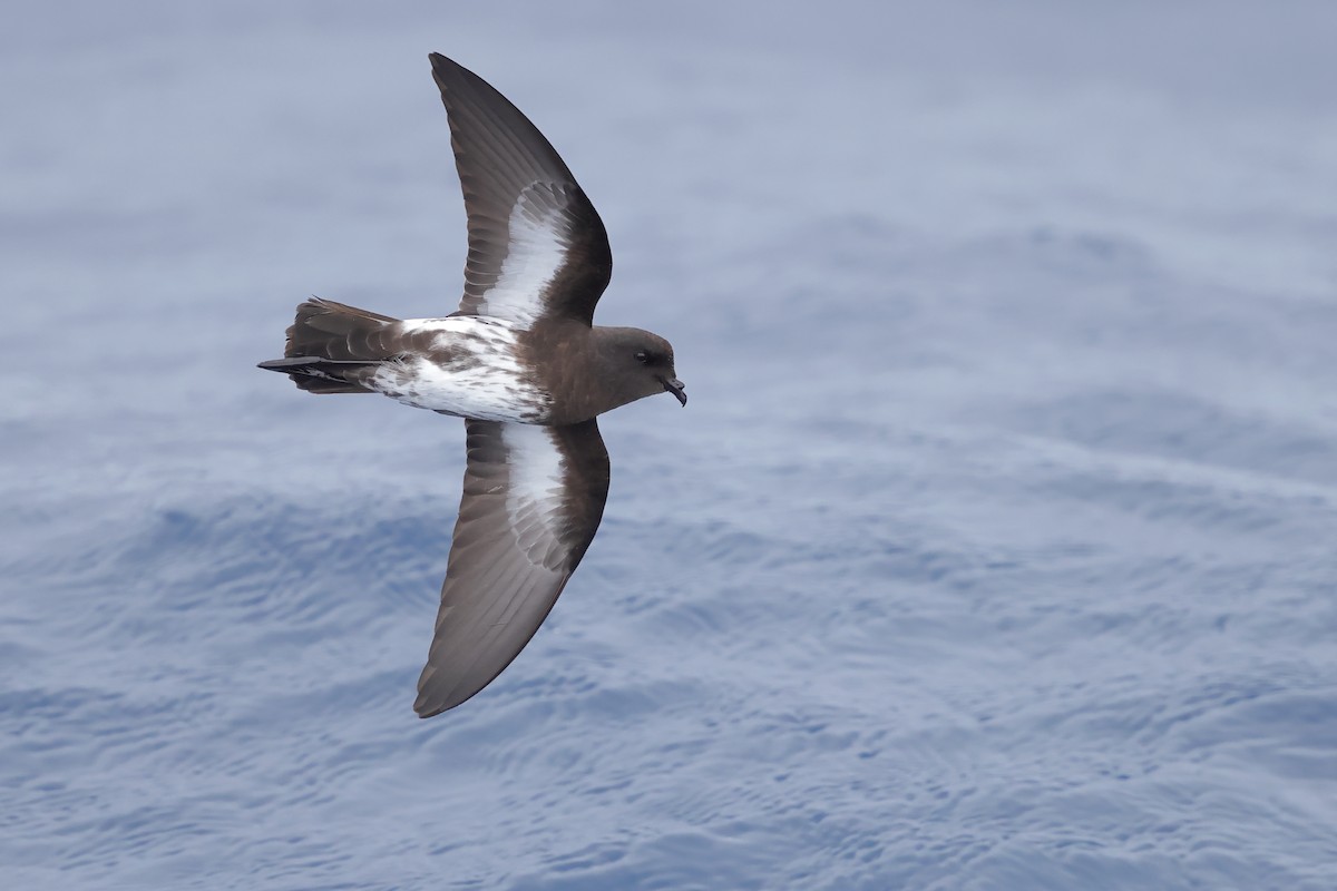 New Zealand Storm-Petrel - ML626439625