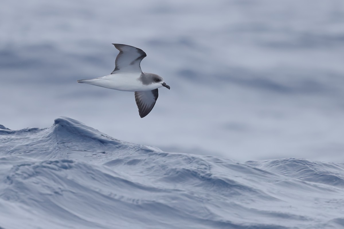 Pycroft's Petrel - ML626439643