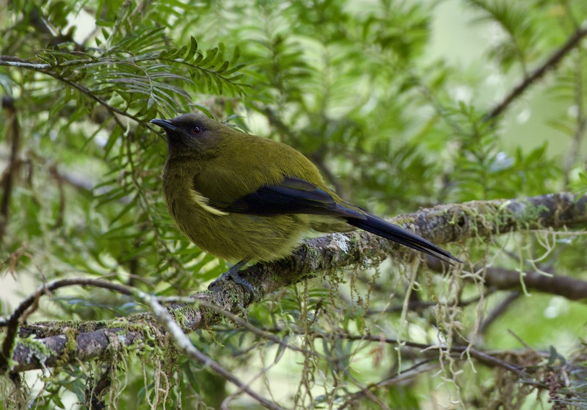 New Zealand Bellbird - ML626439655
