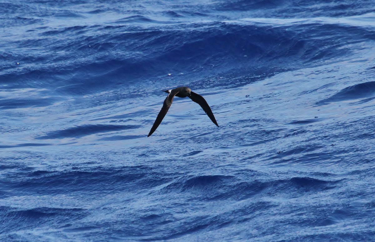 Leach's Storm-Petrel - ML626439904