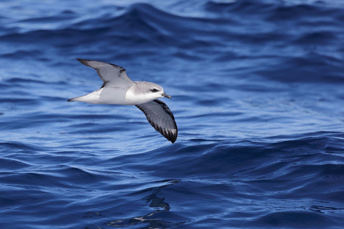 Cook's Petrel - ML626439936