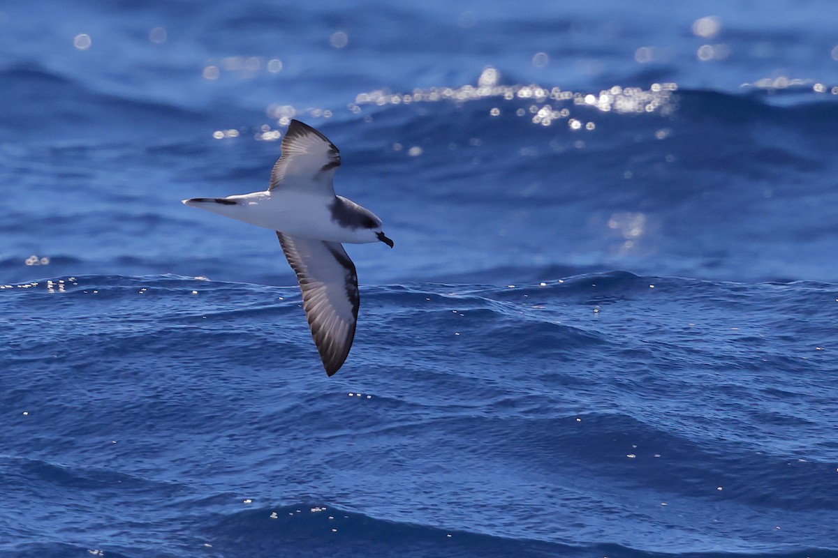 Pycroft's Petrel - ML626439939