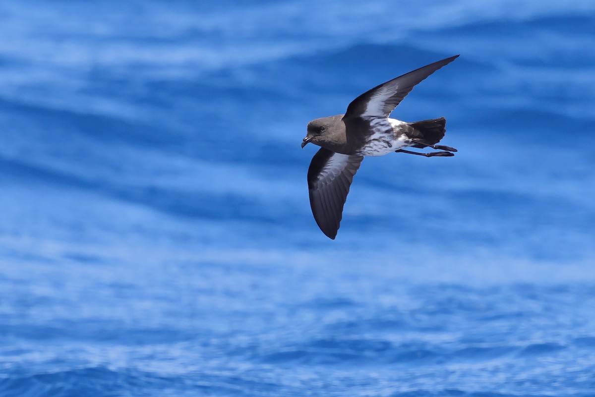 New Zealand Storm-Petrel - ML626439967