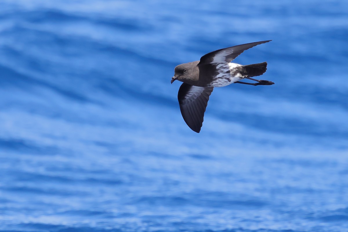 New Zealand Storm-Petrel - ML626439968