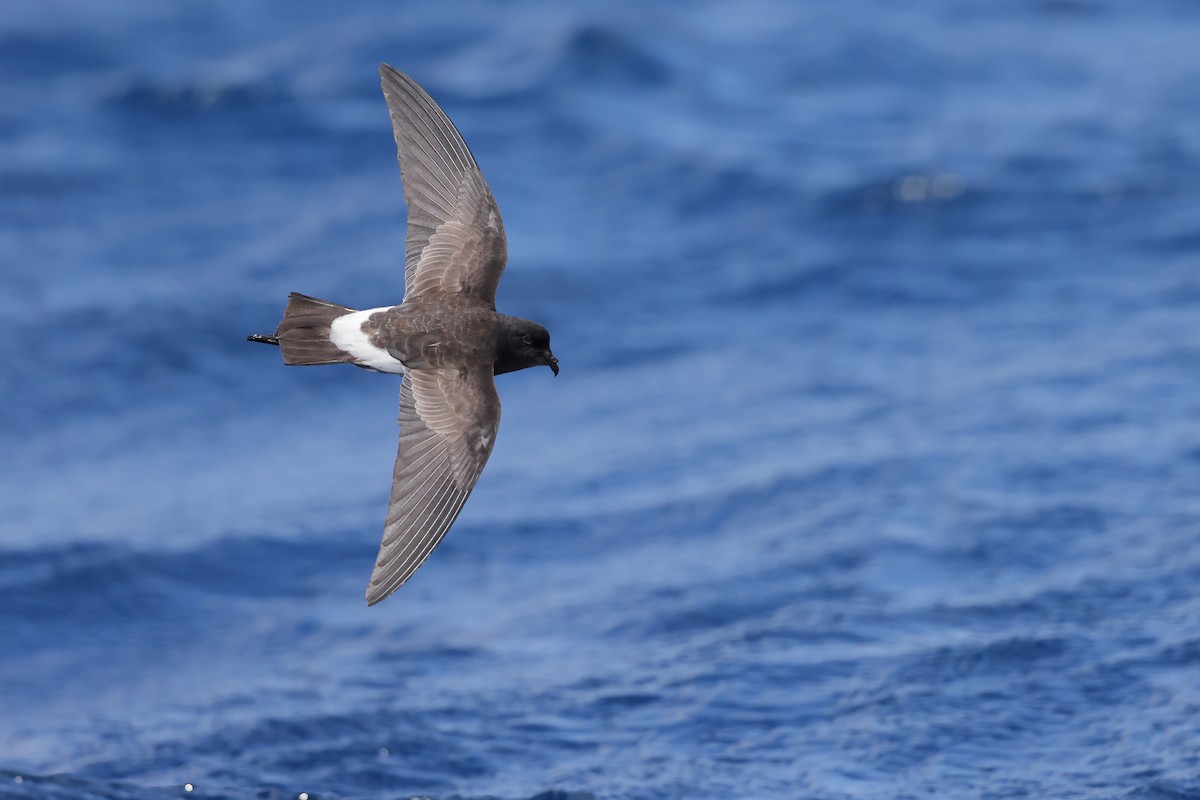 New Zealand Storm-Petrel - ML626439969