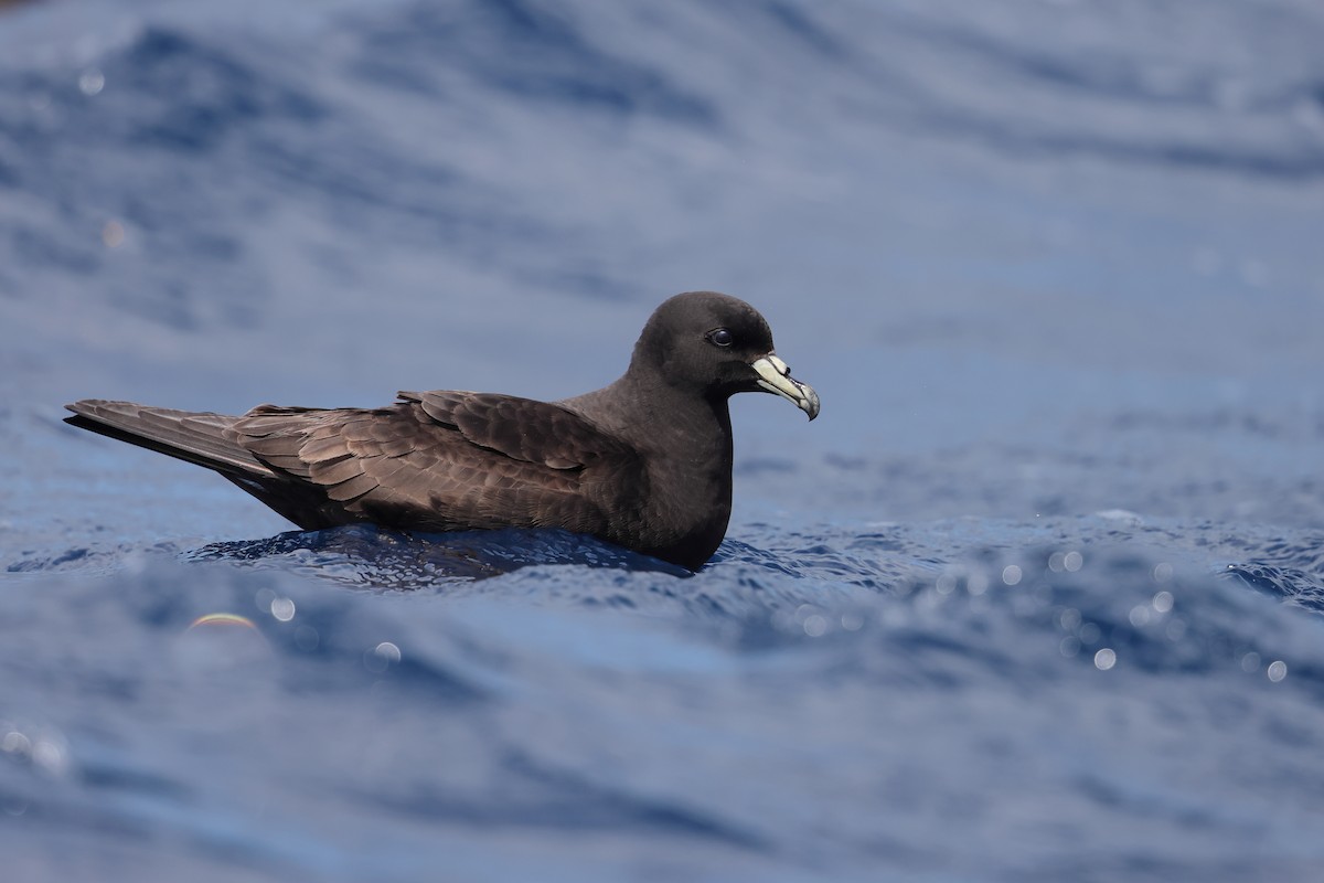 Parkinson's Petrel - ML626440071