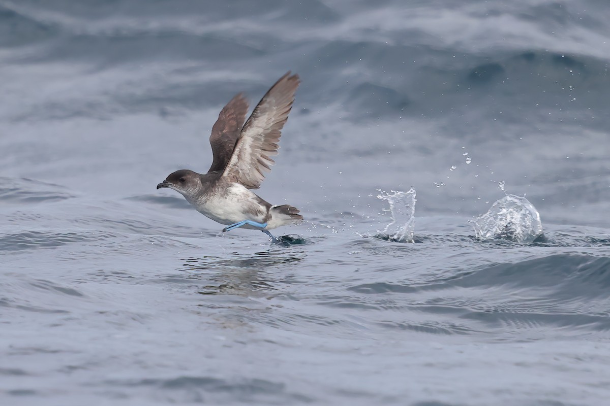 Common Diving-Petrel - ML626440115