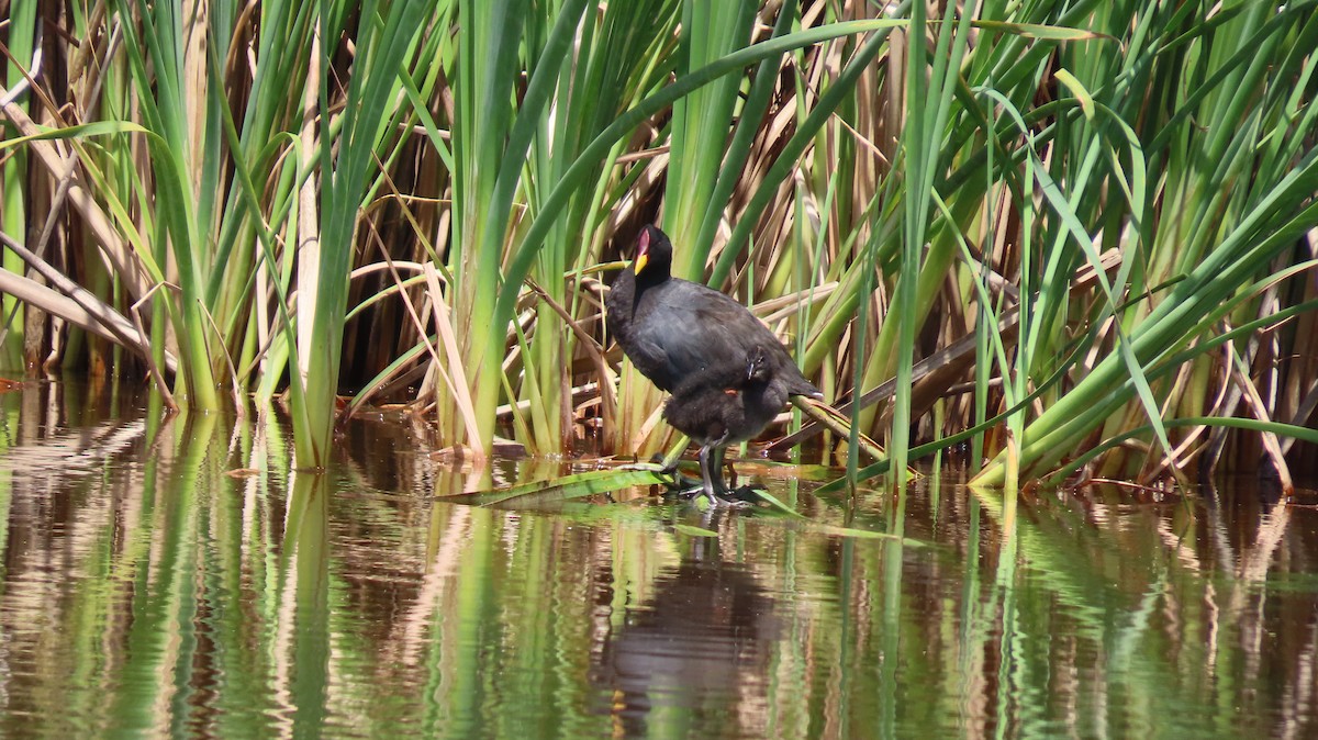 Red-fronted Coot - ML626440116