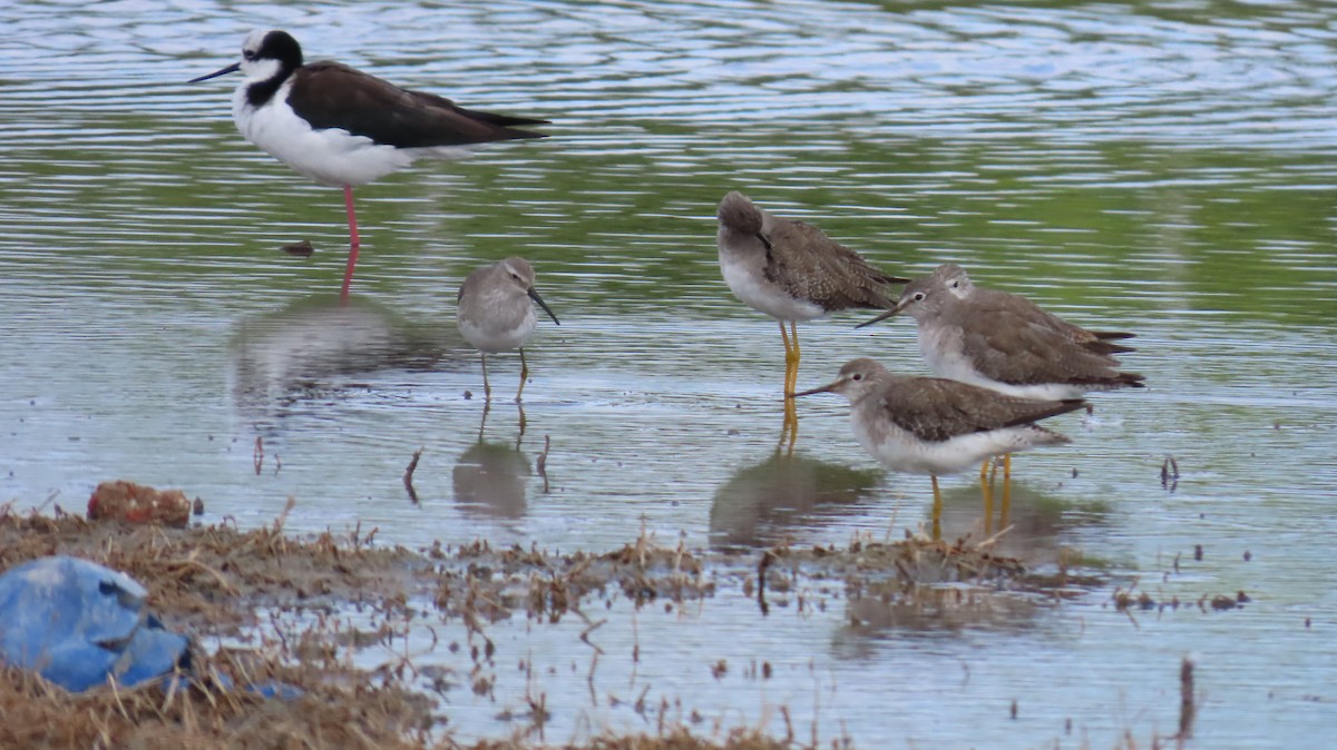 Lesser Yellowlegs - ML626440123