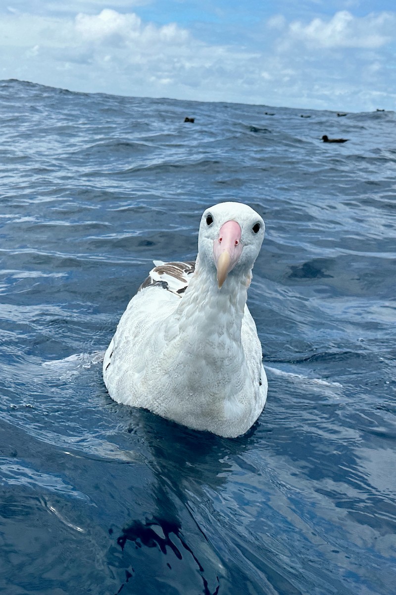 Antipodean Albatross (Gibson's) - ML626440133