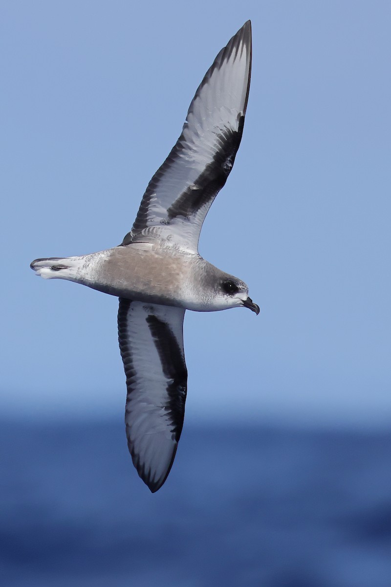 Mottled Petrel - ML626440144