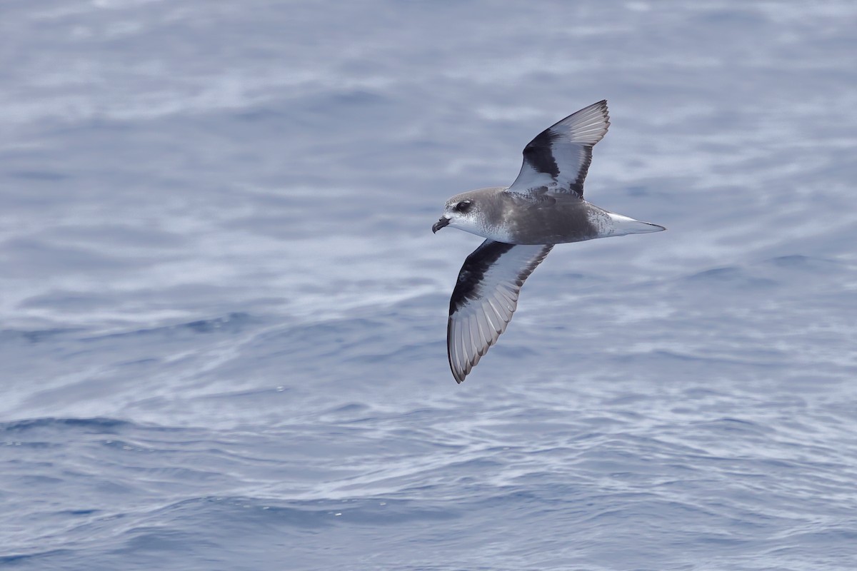 Mottled Petrel - ML626440145