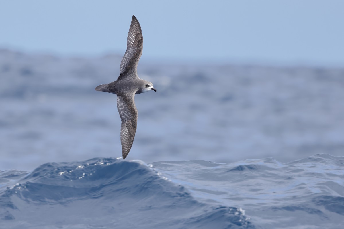 Mottled Petrel - ML626440147