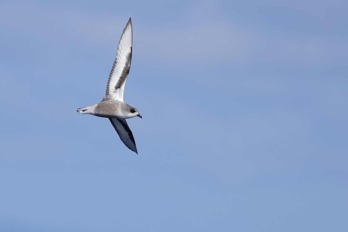 Mottled Petrel - ML626440149