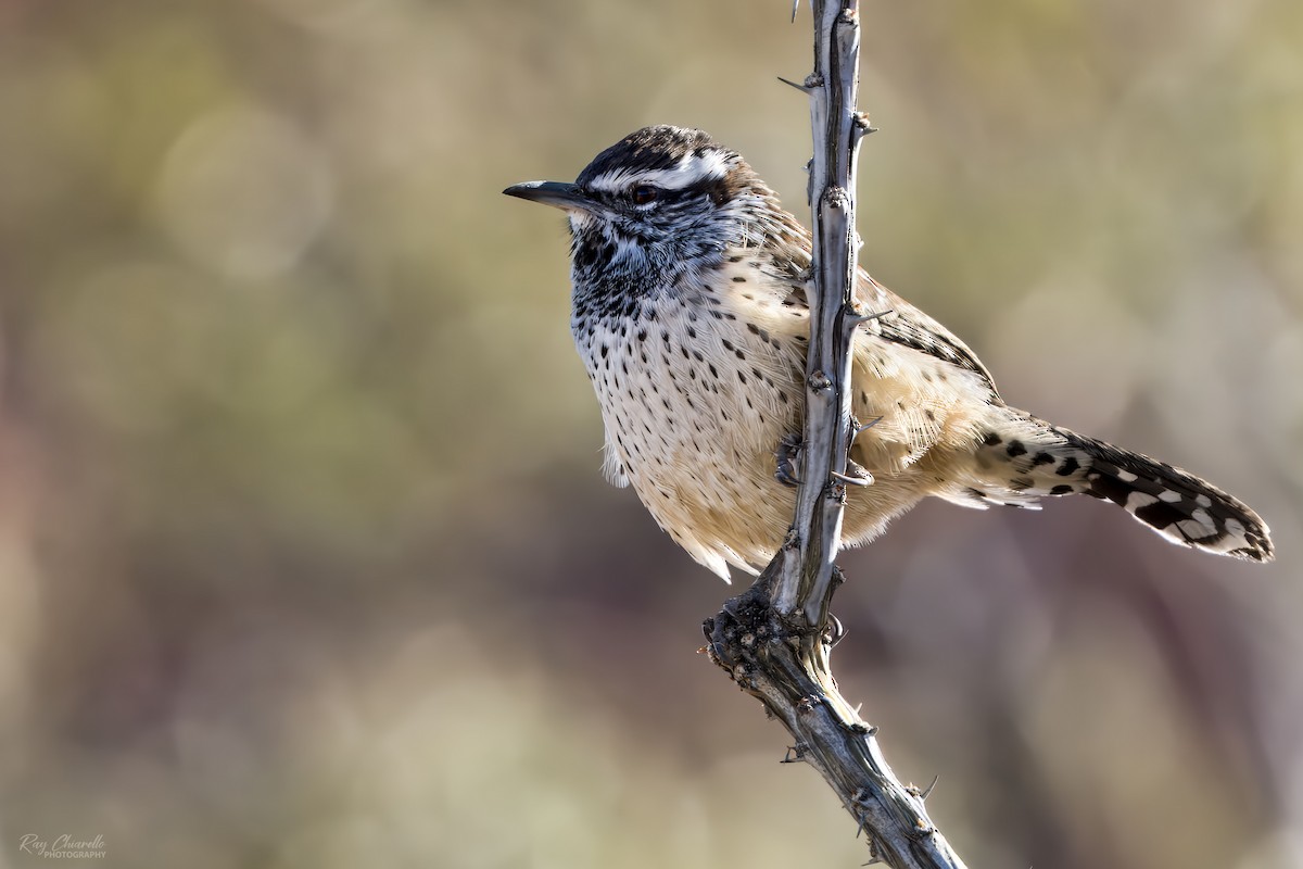Cactus Wren - ML626440152