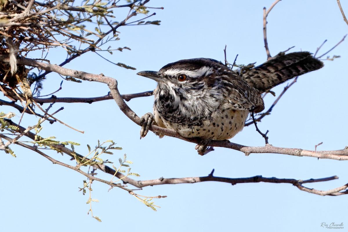 Cactus Wren - ML626440153